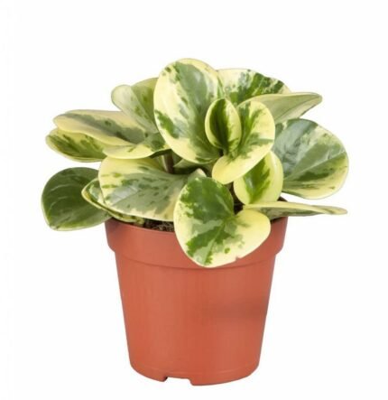 PEPEROMIA Varigant
