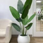 Paradise Plant