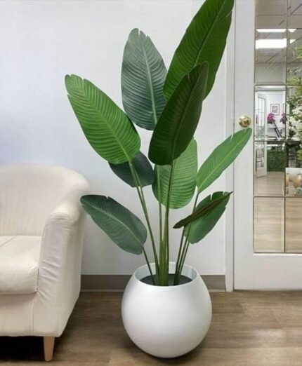 Paradise Plant