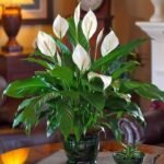 Peace Lilly