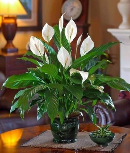 Peace Lilly