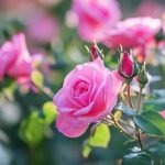 Pink Rose