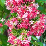 Rangoon Creeper