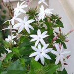Red Kakada Combo Set of 2 plants