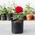 Red Rose