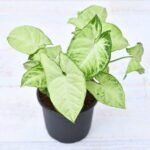 Singonium Green