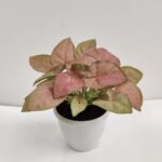 Singonium Pink