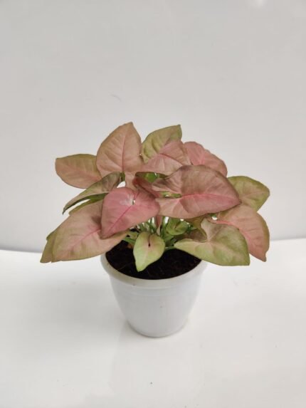 Singonium Pink