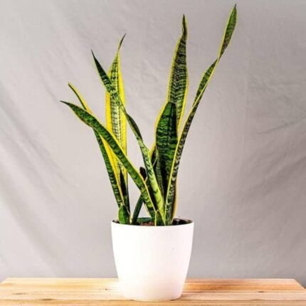 Air Purifier Plant