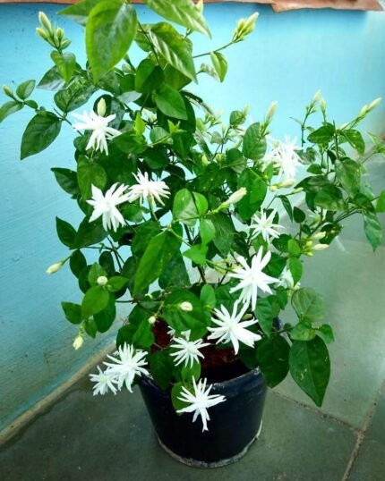 Sooji Mallige