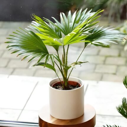 Table Palm