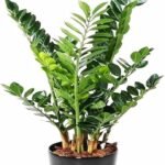 Zamia Green Big
