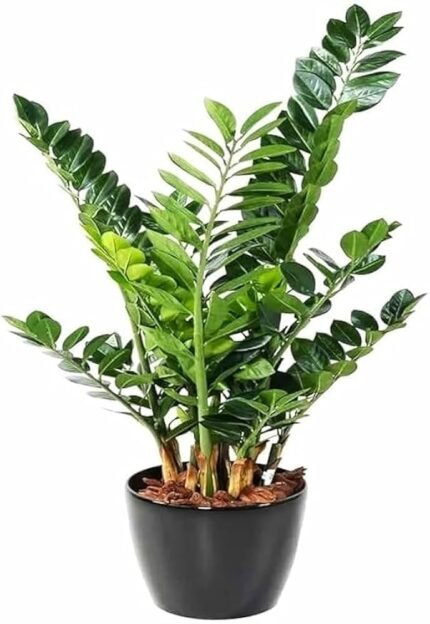 Zamia Green Big