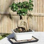 Ficus Bonsai