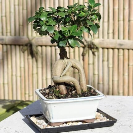 Ficus Bonsai