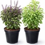 Tulasi (Combo of Green & Black) 2 Plants