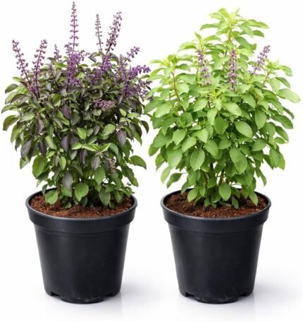 Tulasi (Combo of Green & Black) 2 Plants