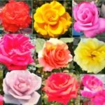 Rose Combo set of 5 Plants of 5 Colors