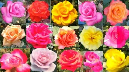 Rose Combo set of 5 Plants of 5 Colors