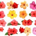 Hybrid Hibiscus 4 Plants Combo of 4 Colors