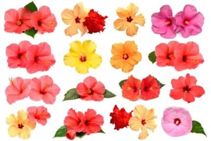 Hybrid Hibiscus 4 Plants Combo of 4 Colors