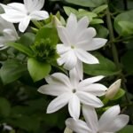 White Kakada