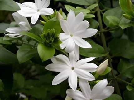 White Kakada