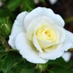 White Rose