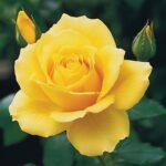 Yellow Rose
