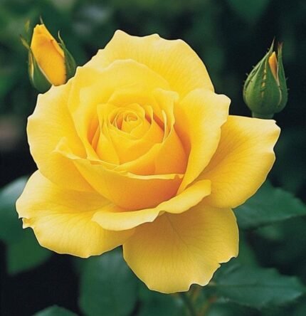 Yellow Rose