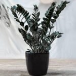 Zamia Black Big