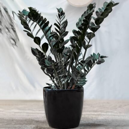 Zamia Black Big