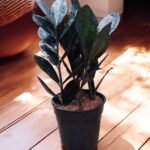 Zamia Black Small