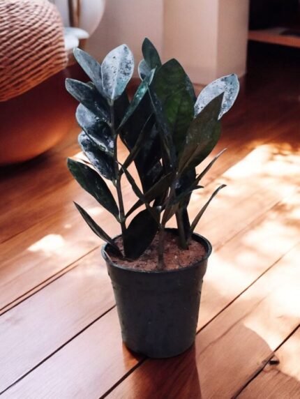 Zamia Black Small