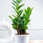Zamia Green Small