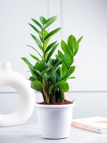 Zamia Green Small