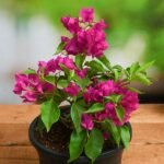 Bougainvillea Dark Pink