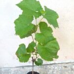 Green Grape Plant