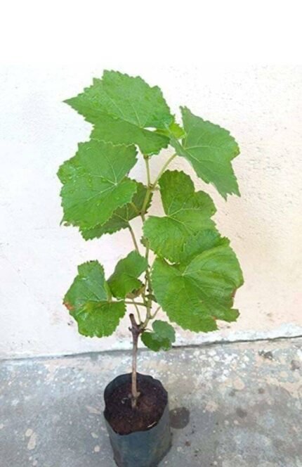 Green Grape Plant