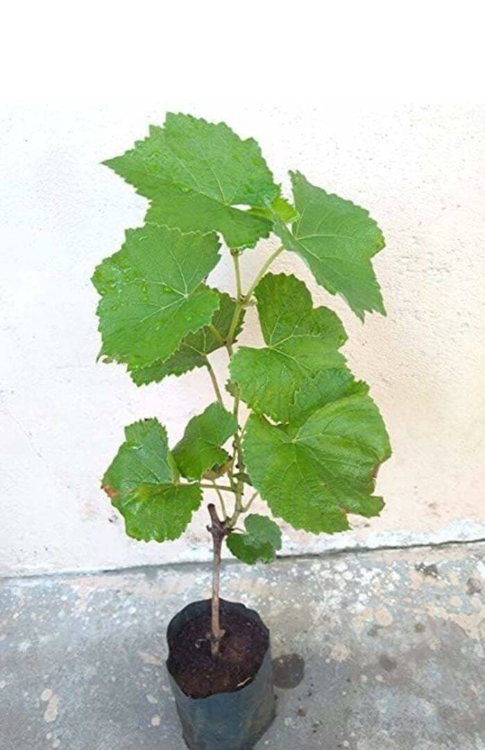 WhatsApp Image 2026-07-20 at 8.47.52 AM (1) Green Grape Plant - Image 1